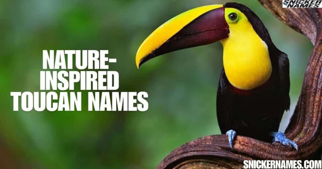 Nature-Inspired Toucan Names