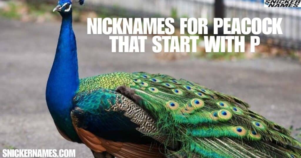 Nicknames for Peacocks That Start with "P"