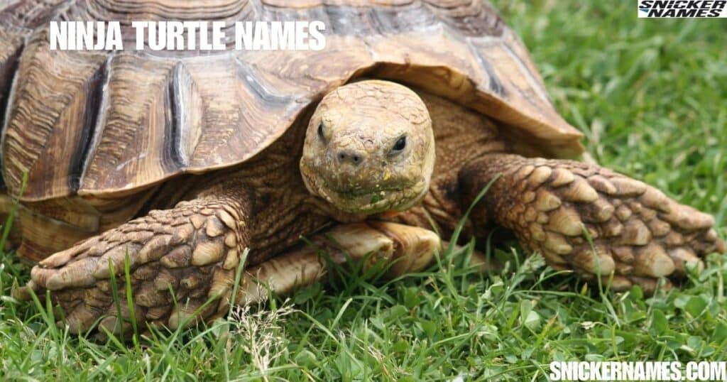 Ninja Turtle Names