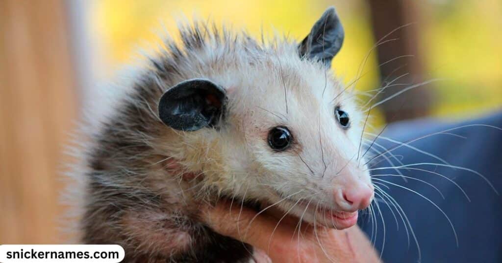 Opossum Male Names