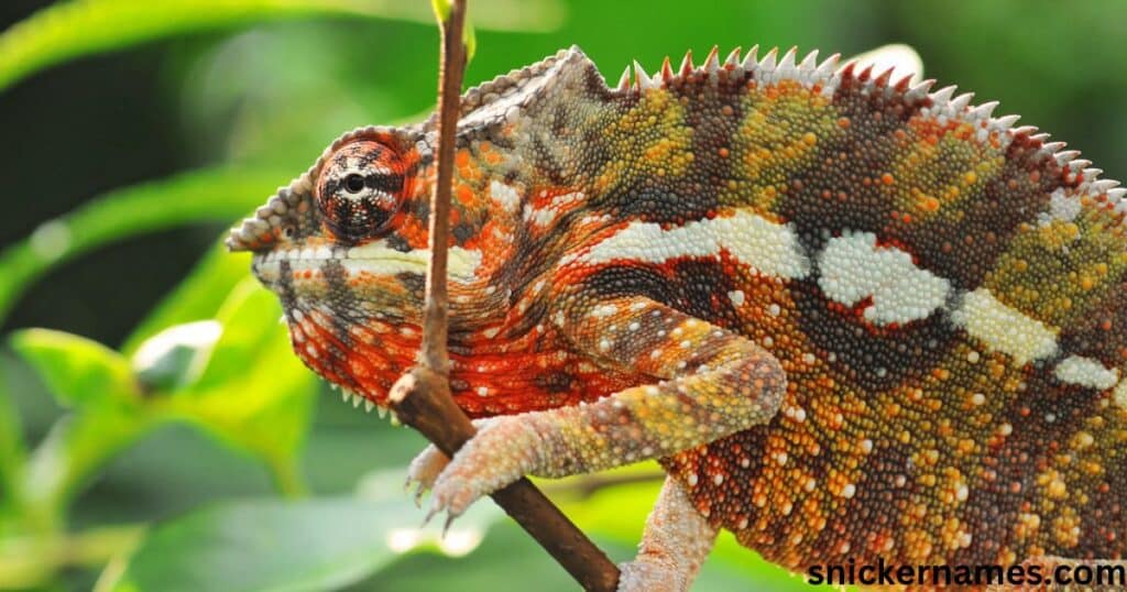 Orange Iguana Names