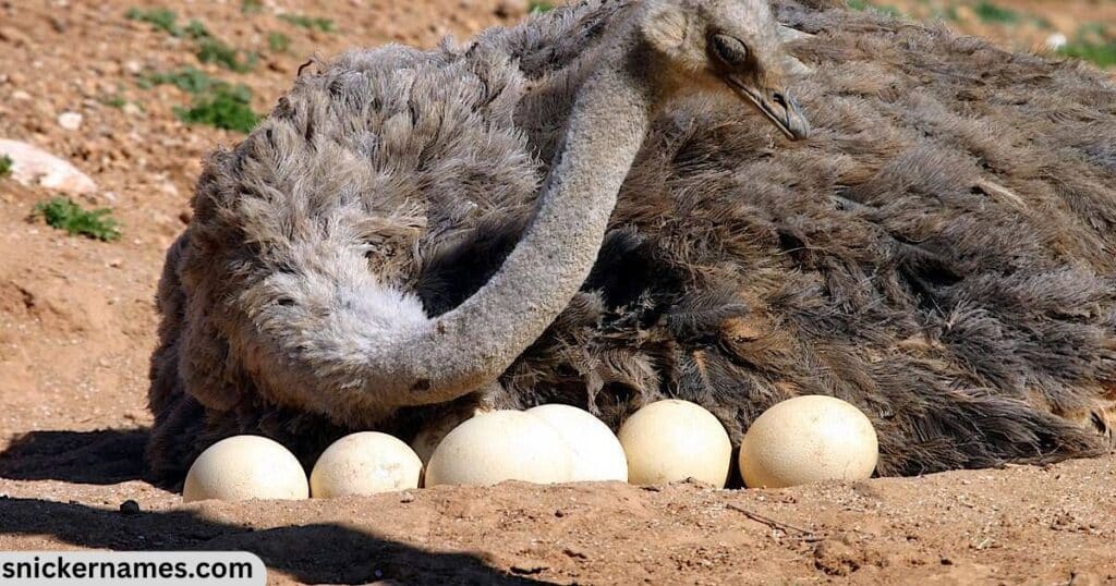 Ostrich Female Names