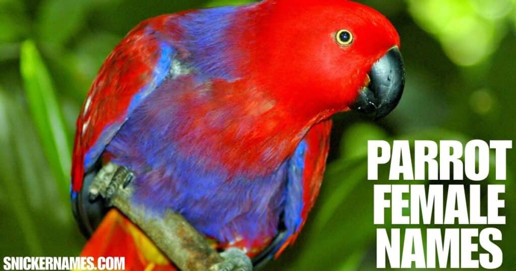 Parrot Female Names