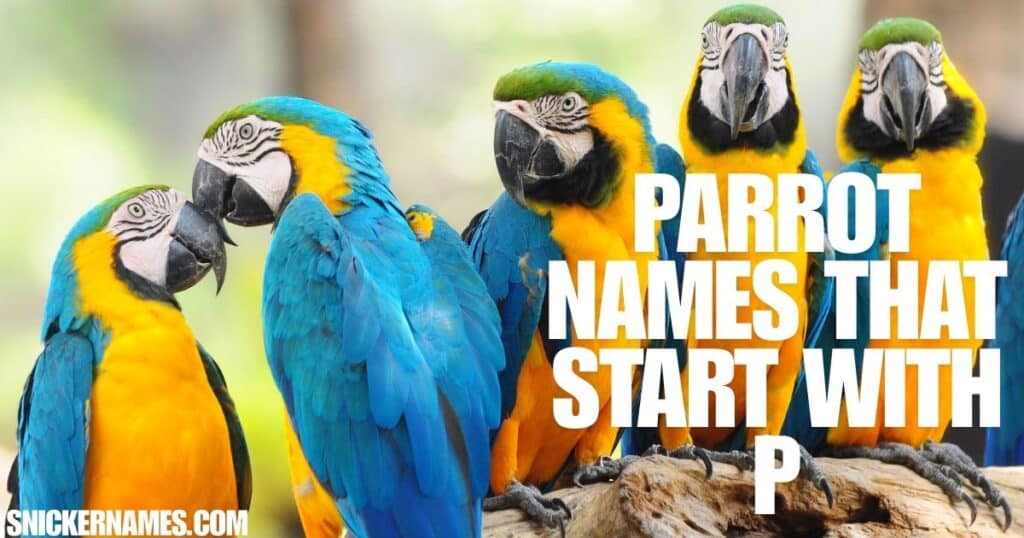 Parrot Names that Start with P