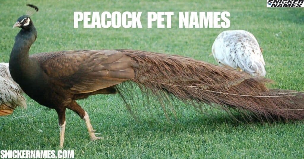 Peacock Pet Names