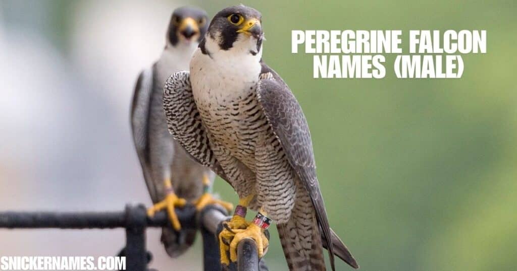 Peregrine Falcon Names (Male)