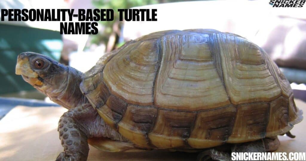 Personality-Based Turtle Names