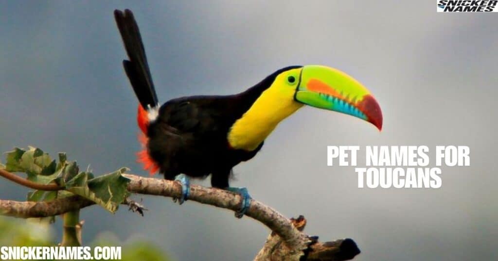 Pet Names for Toucans