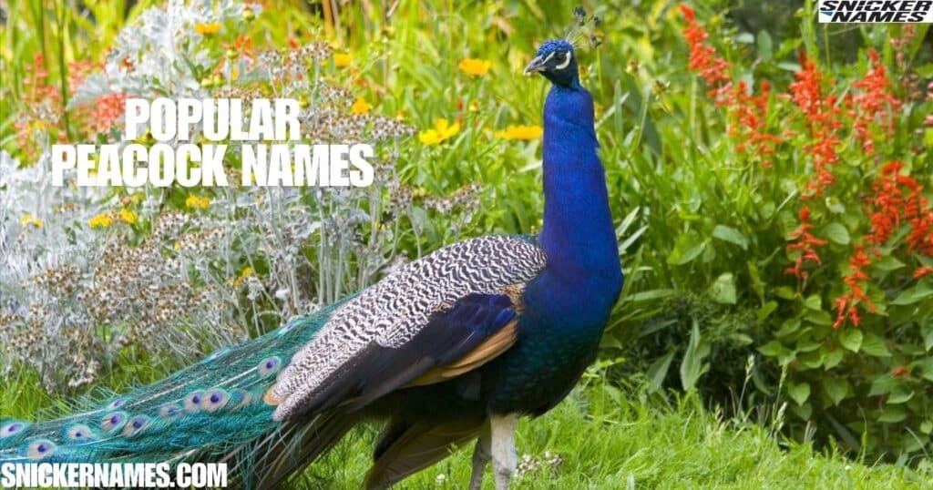 Popular Peacock Names