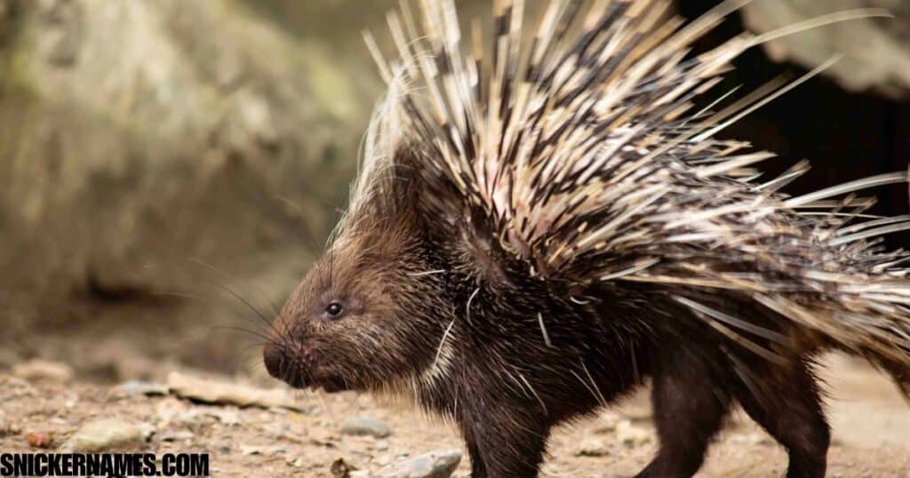 Porcupine Pet Names