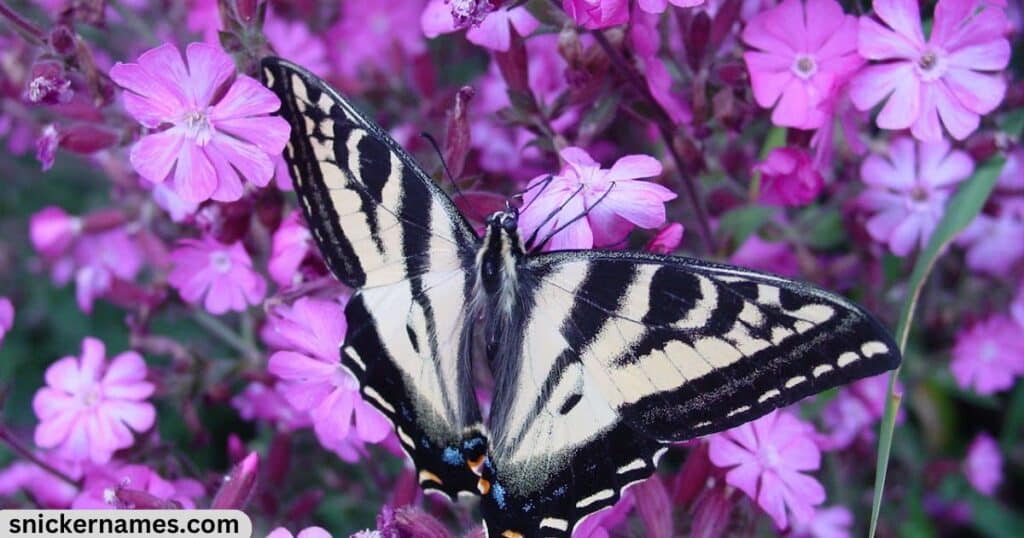 Purple Butterfly Names