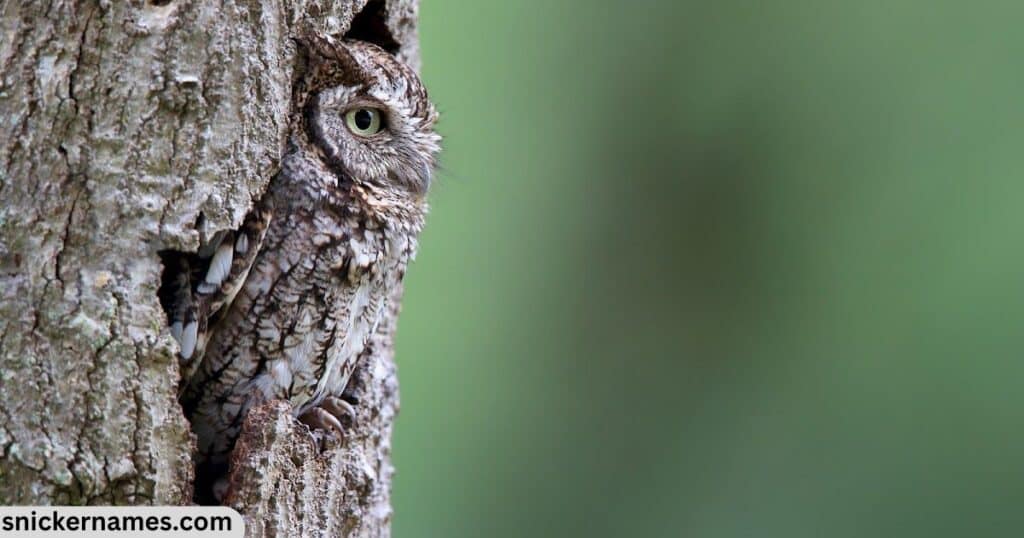 Screech Owl Names