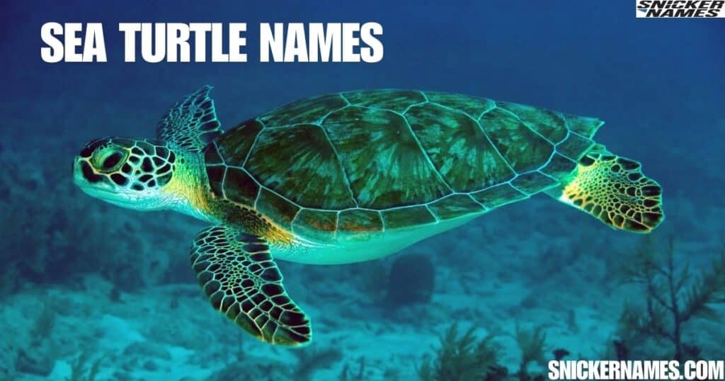 Sea Turtle Names