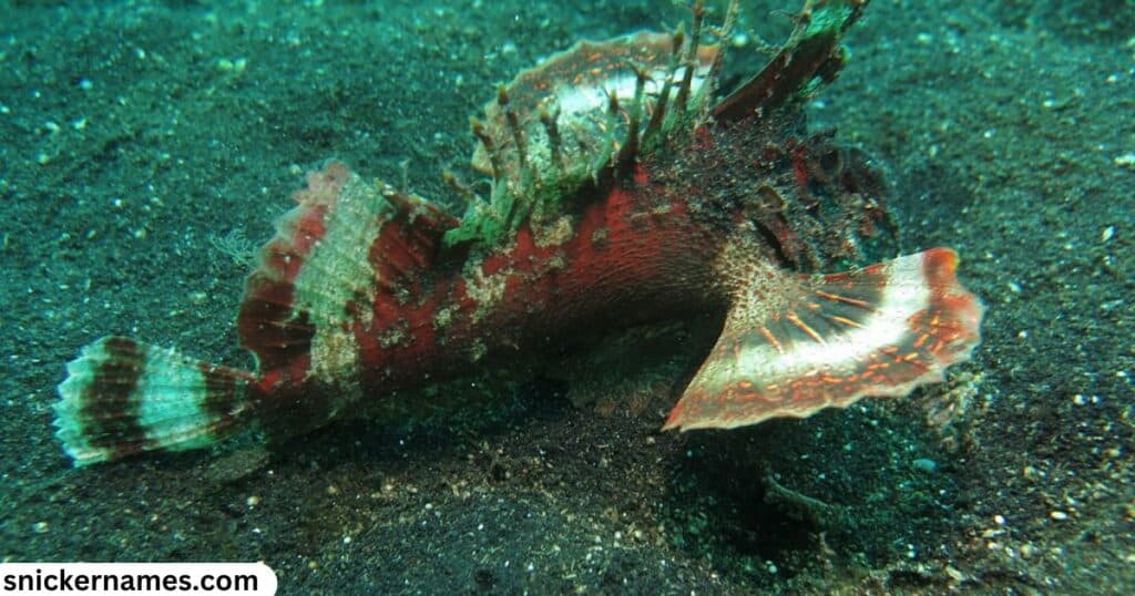 Seahorse Female Names