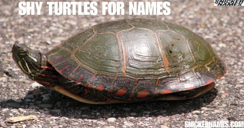 Shy Turtles for Names