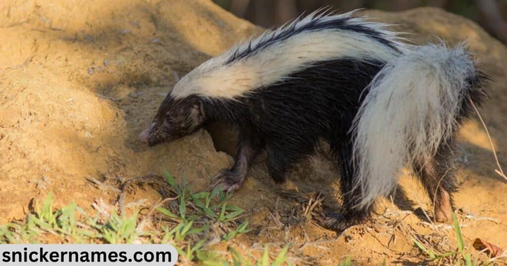 Skunk Names in Different Languages