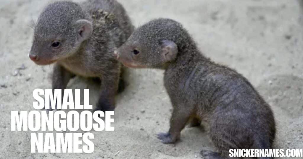 Small Mongoose Names