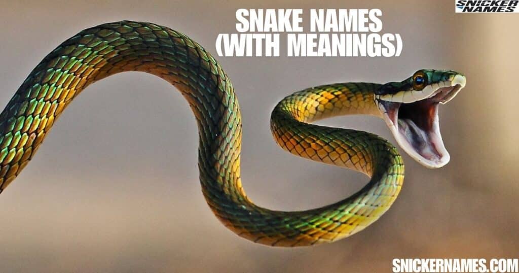 Snake Names (With Meanings)