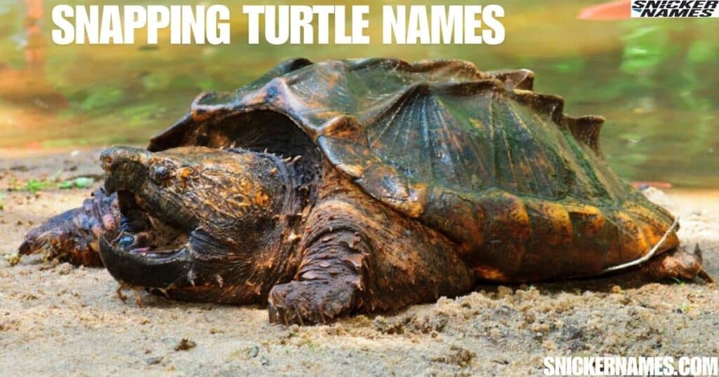 Snapping Turtle Names