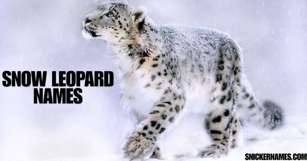 Snow Leopard Names