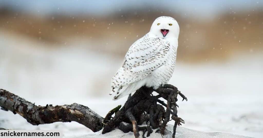 Snowy Owl Names