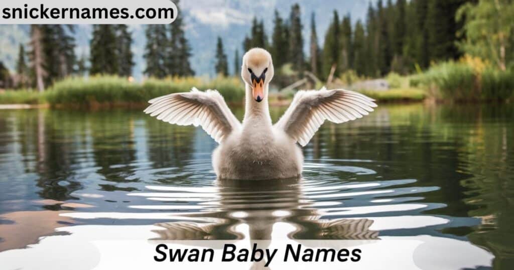 Swan Baby Names