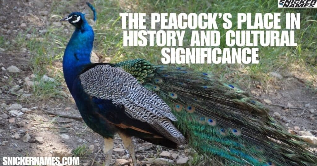 The Peacock’s Place in History and Cultural Significance