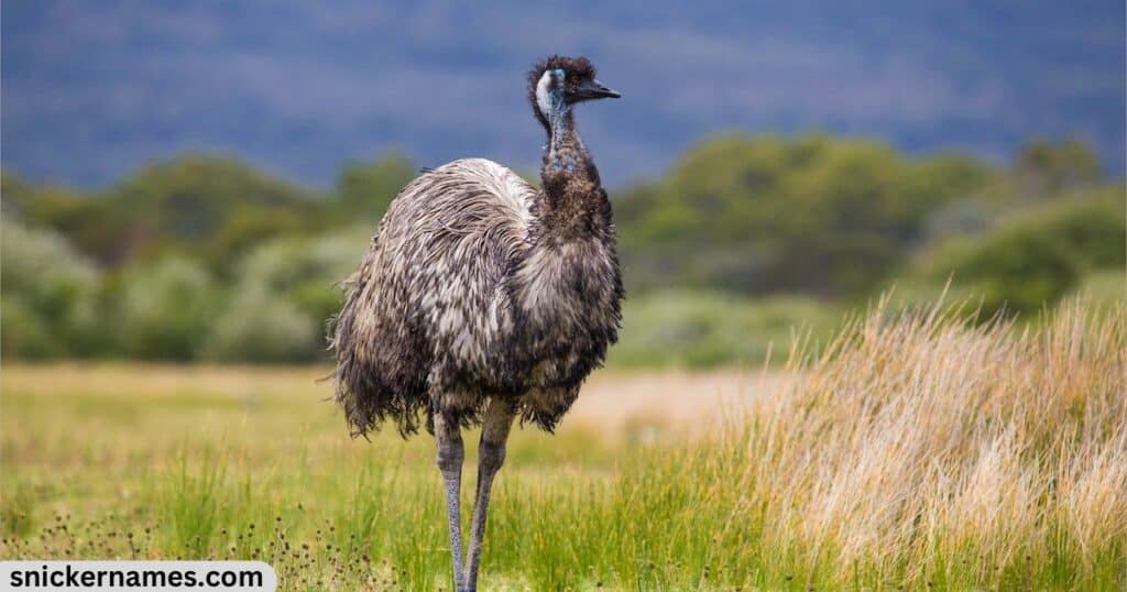 Top Emu Names with Meaning