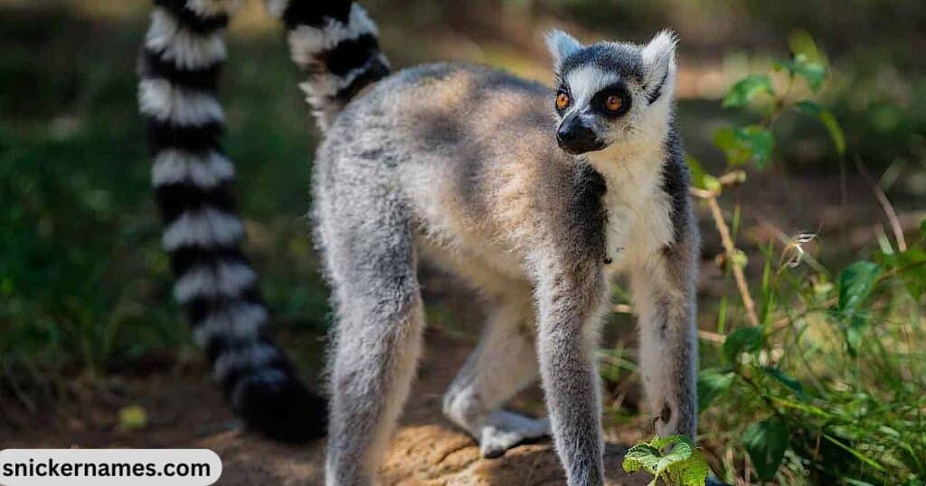 Top Lemur Names with Meaning