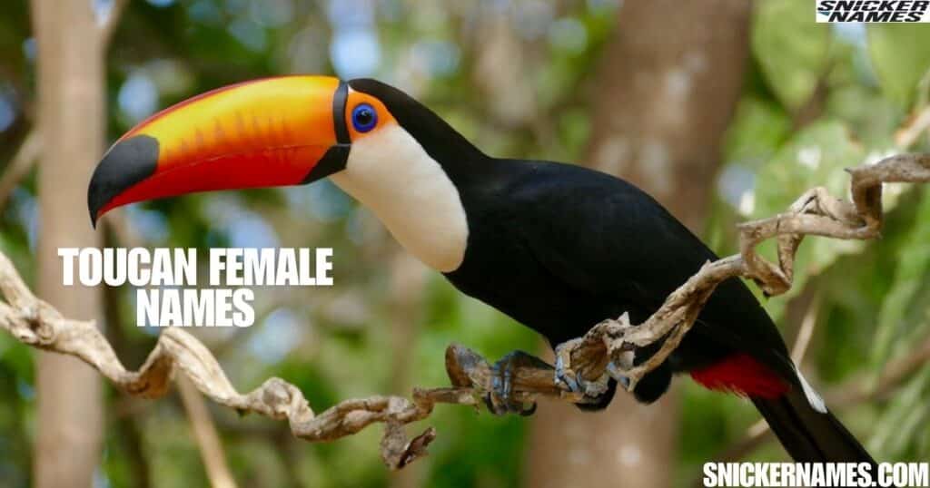 Toucan Female Names