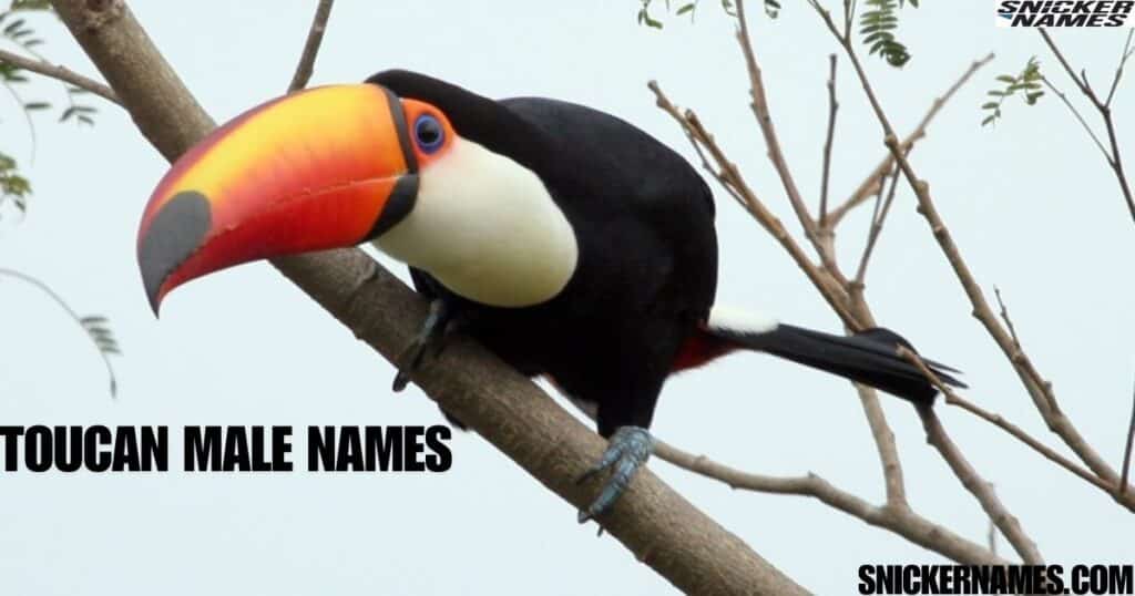 Male Toucan Names