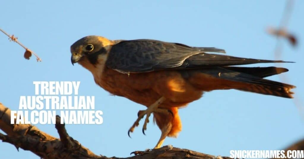 Trendy Australian Falcon Names