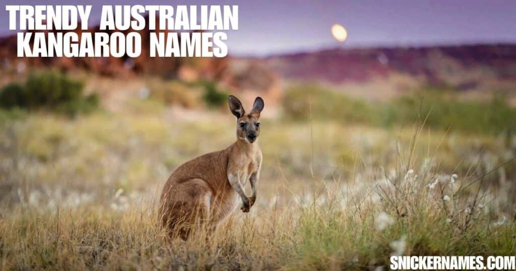 Trendy Australian Kangaroo Names