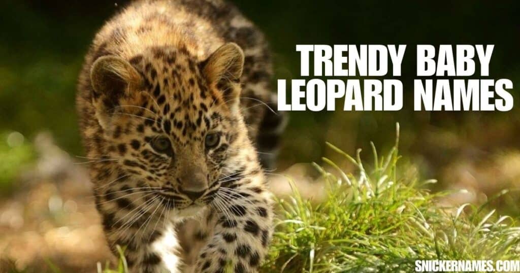 Trendy Baby Leopard Names