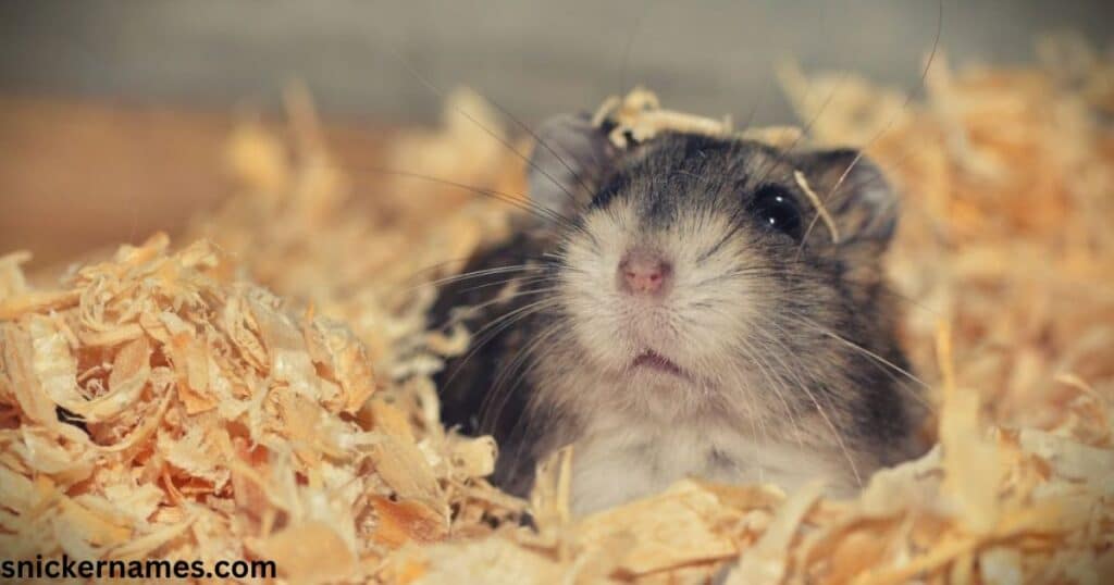 Trendy Black & White Hamster Names