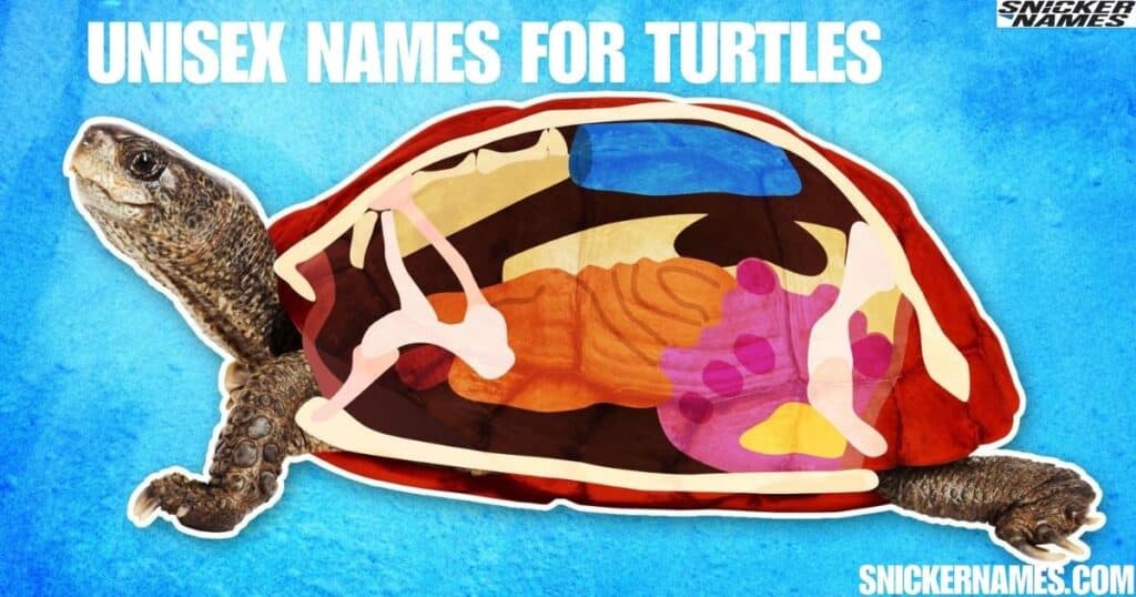 Unisex Names for Turtles