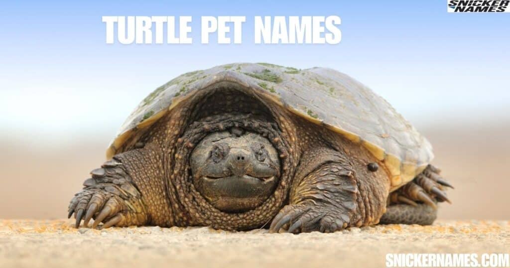 Turtle Pet Names