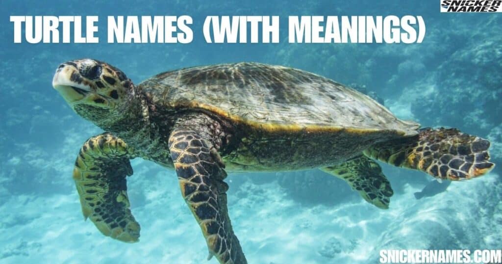 Turtle Names (With Meanings)