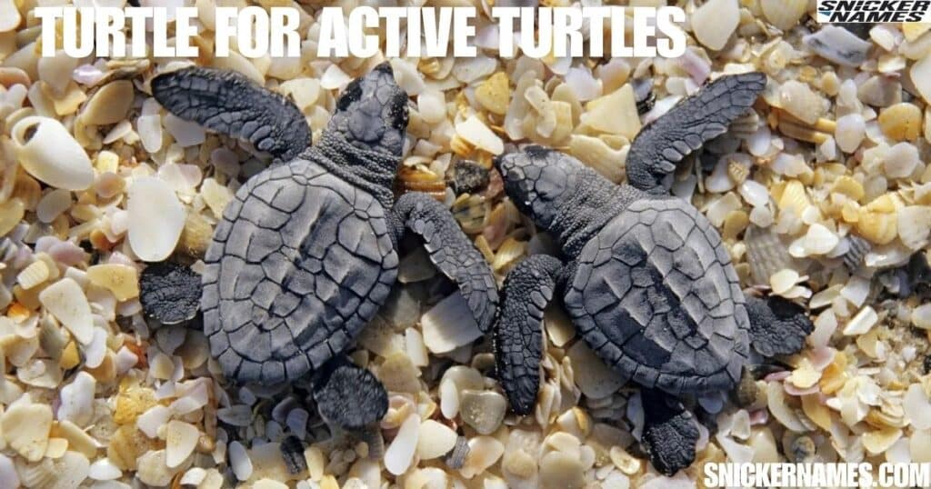 Turtle for Active Turtles