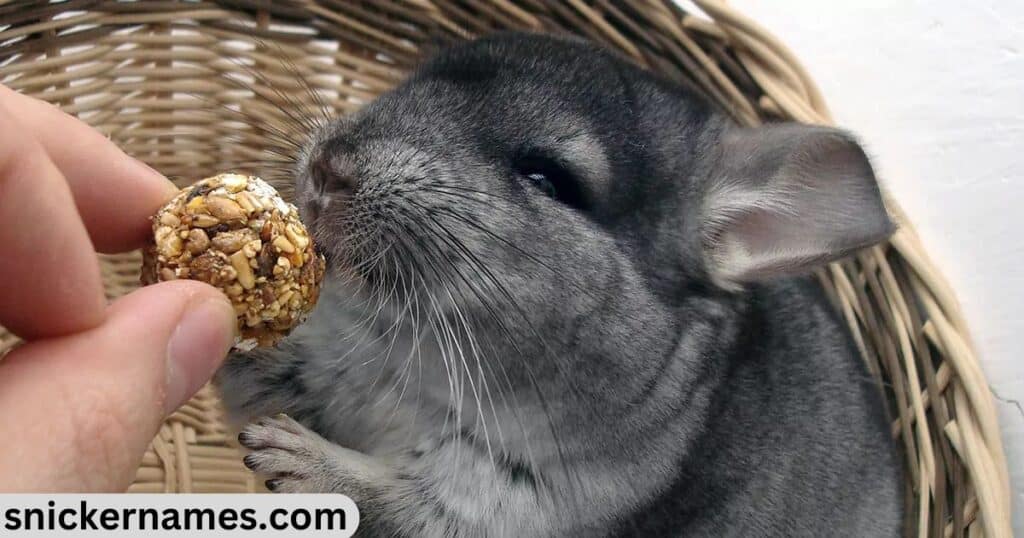 Unique Chinchilla Names