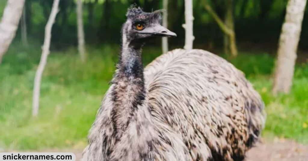 Unique Emu Name Ideas