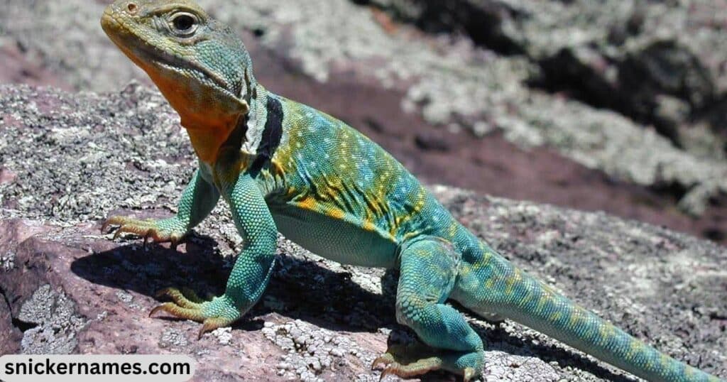 Unique Lizard Names with Meanings