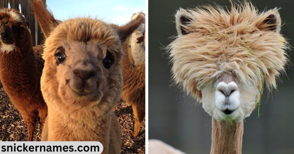 Unique Names for Alpacas