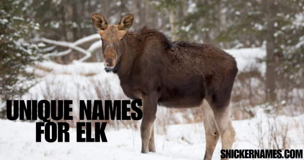 Unique Names for Elk