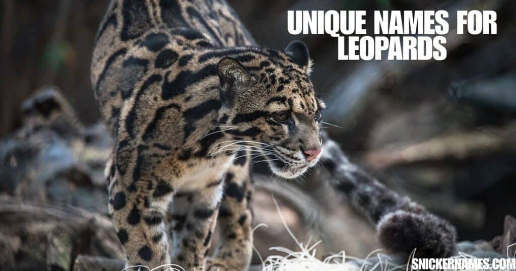 Unique Names for Leopards