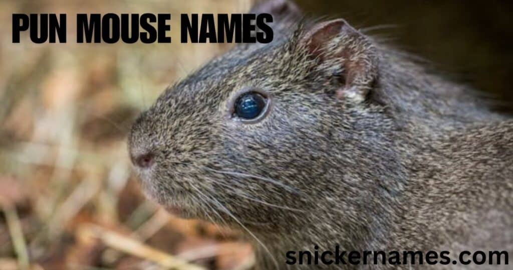 Pun Mouse Names