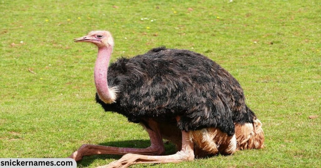 Unique Names for Ostrich