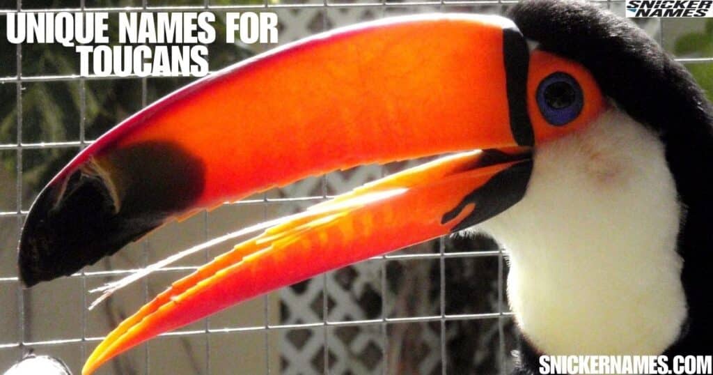 Unique Names for Toucans