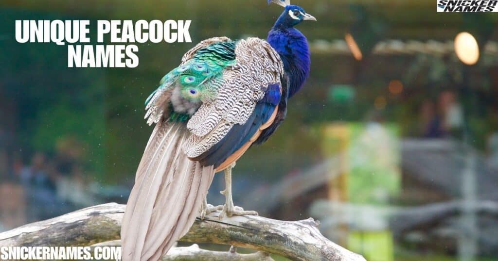 Unique Peacock Names