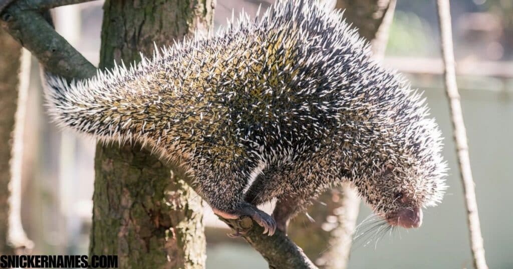 Unique Porcupine Nicknames